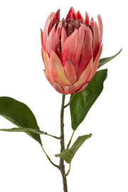 Protea Tak Plastic Rood - Florismoo