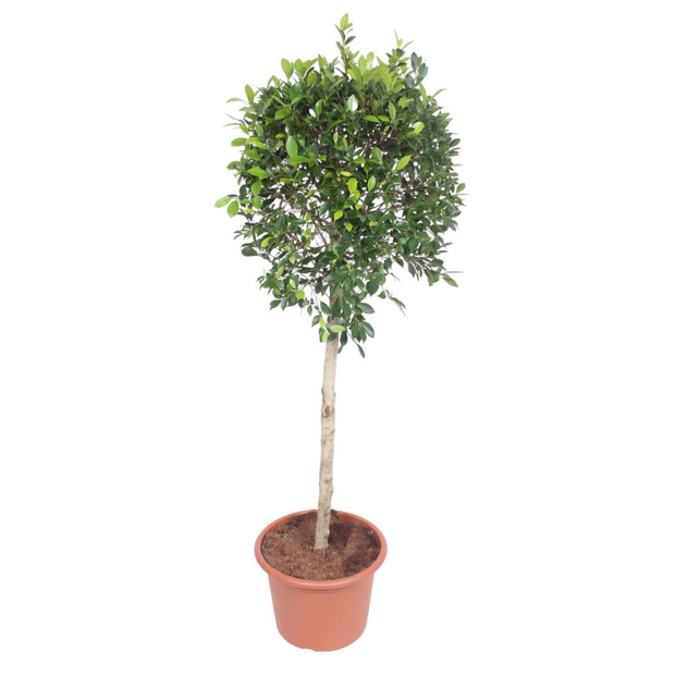 Ficus Nitida boom - 170 cm - ø40 - every - Florismoo