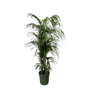 Kentia palm - 230 cm - ø38 - every - Florismoo