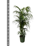 Kentia palm - 230 cm - ø38 - every - Florismoo