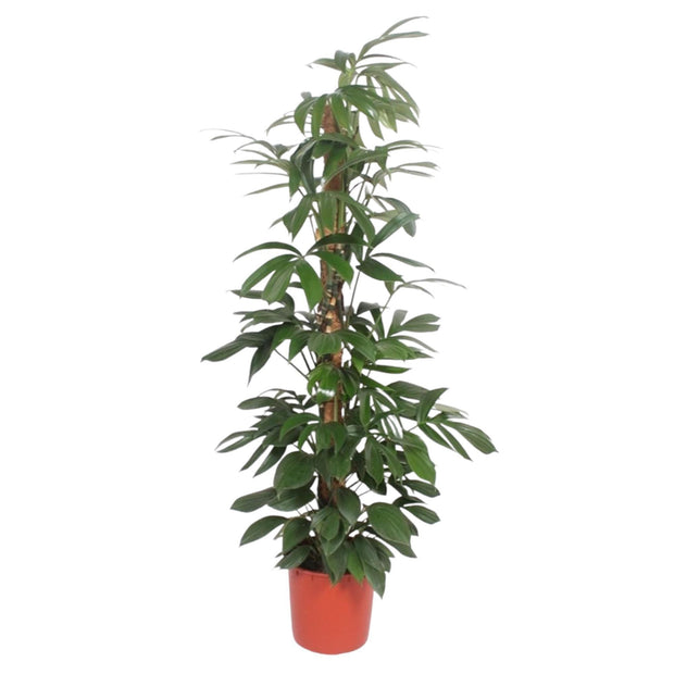 Philodendron Dragon Tail mosstok - 190 cm - ø34 - every - Florismoo