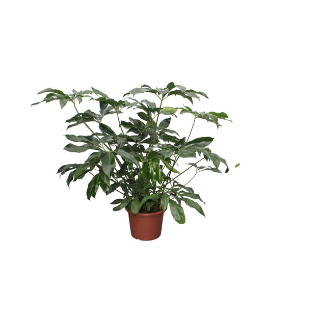 Philodendron Green Wonder XL - 140 cm - ø45 - every - Florismoo