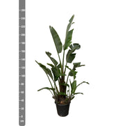 Strelitzia Augusta - 250cm - ⌀45 - every - Florismoo