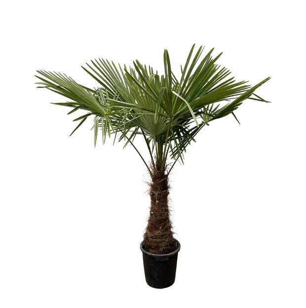 Trachycarpus - 225cm- Ø40 - every - Florismoo