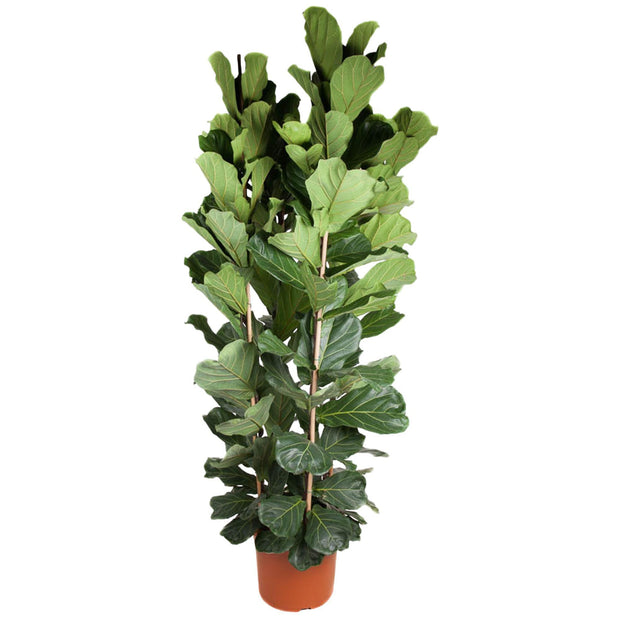 Ficus Lyrata struik - 250 cm - ø48 -every