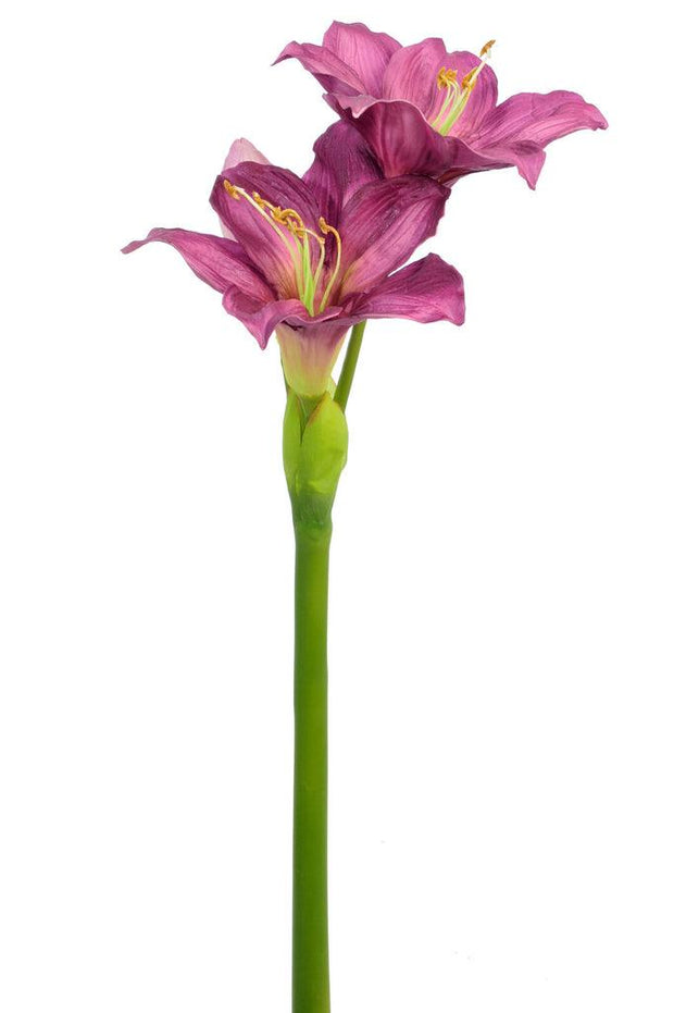Amaryllis paars 86cm - Florismoo