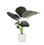 Alocasia Regal Shield Ø21cm - ↕100cm in Vibes WIT pot - forever - Florismoo Essentials & Mobility