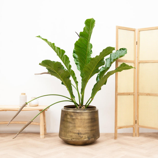 Anthurium Botanical King - 100 cm - ø35 - Every - Florismoo Essentials & Mobility
