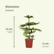 Araucaria - Kamerden - 70cm - Ø21 - Florismoo Essentials & Mobility