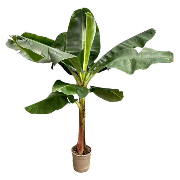 Bananenplant (Musa) - 200 cm - ø30 - every - Florismoo