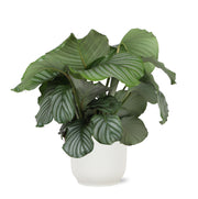 Calathea Orbifolia Ø21cm - ↕70cm in Vibes WIT pot - Florismoo Essentials & Mobility