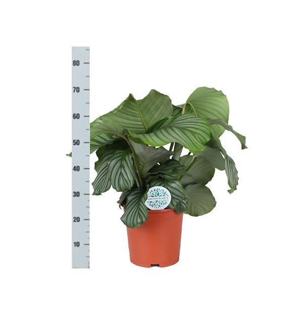 Calathea Orbifolia Ø21cm - ↕70cm in Vibes WIT pot - Florismoo Essentials & Mobility