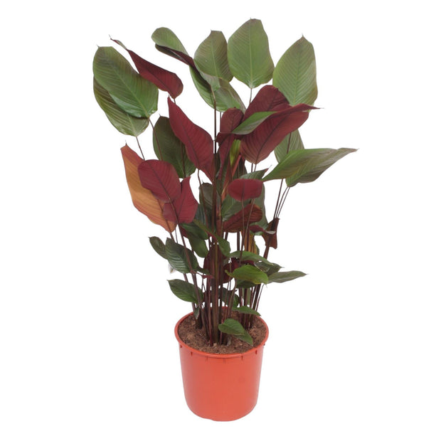 Calathea Pruinosa - 180 cm - ø34 - Every - Florismoo Essentials & Mobility