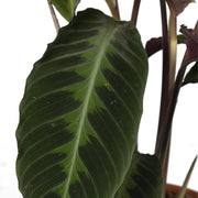 Calathea Warscewiczii - Pauwenplant - 70cm - Ø19 - Florismoo Essentials & Mobility
