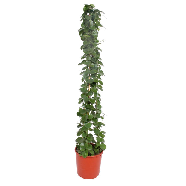 Cissus rotundifolia pyramide - 180 cm - ø34 - every - Florismoo Essentials & Mobility