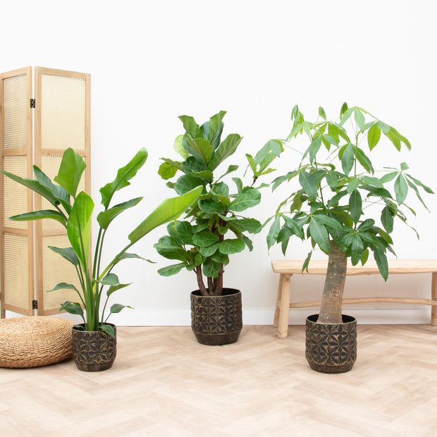Combi deal - Strelitzia Nicolai 70 cm - Wout L 130 cm - Ficus Lyrata vertakt 160cm - every - Florismoo Essentials & Mobility