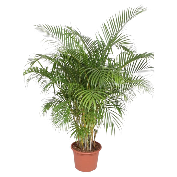 Dypsis Lutescens (Areca Palm) - 200 cm - ø40 - Florismoo Essentials & Mobility
