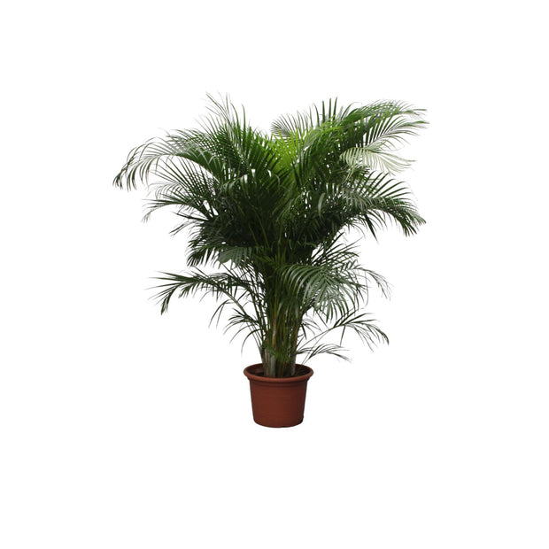 Dypsis Lutescens (Areca Palm) - 230 cm - ø40 - every - Florismoo