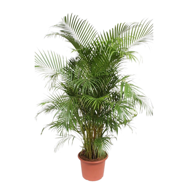 Dypsis Lutescens (Areca Palm) - 240 cm - ø45 - Florismoo Essentials & Mobility