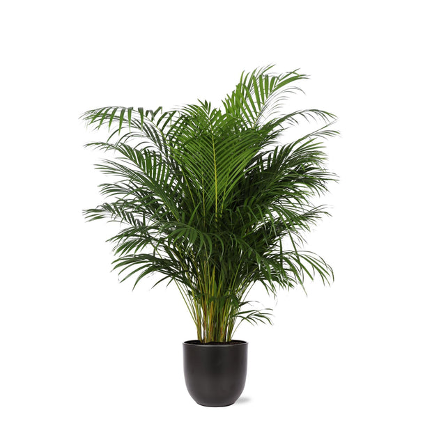 Dypsis Lutescens (Areca Palm) Ø27cm ↕160cm in Boule ANTRACIET pot - Florismoo Essentials & Mobility