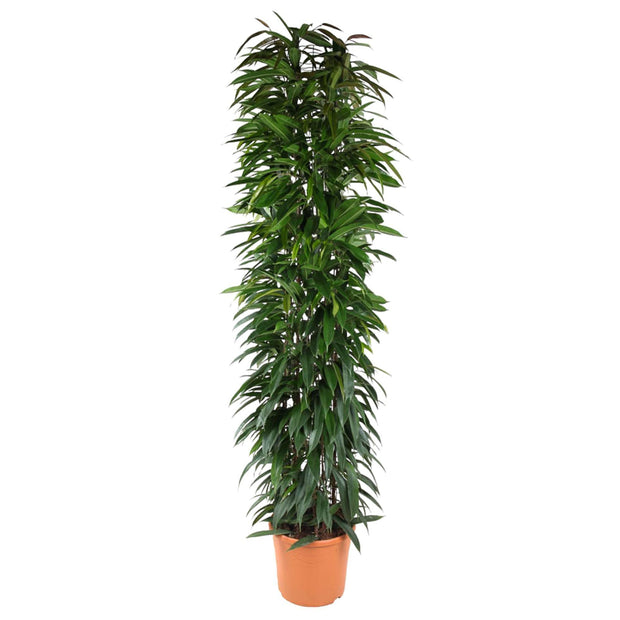Ficus Alii King zuil - 200 cm - ø35 - every - Florismoo Essentials & Mobility