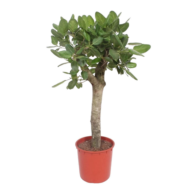 Ficus Benghalensis boom - 150 cm - ø34 - Florismoo Essentials & Mobility