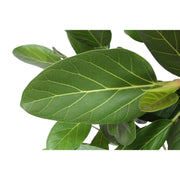 Ficus Benghalensis boom - 150 cm - ø34 - Florismoo Essentials & Mobility