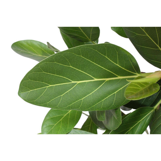 Ficus Benghalensis boom - 180 cm - ø40 - Florismoo Essentials & Mobility