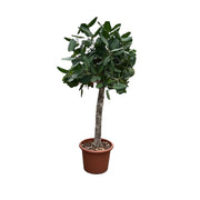 Ficus Benghalensis boom - 180 cm - ø45 - Florismoo Essentials & Mobility