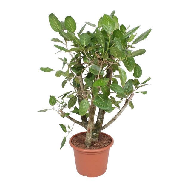 Ficus Benghalensis vertakt - 140 cm - ø40 - Florismoo Essentials & Mobility