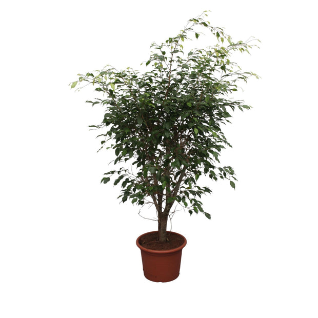 Ficus Benjamina Exotica vertakt - 150 cm - ø40 - every - Florismoo