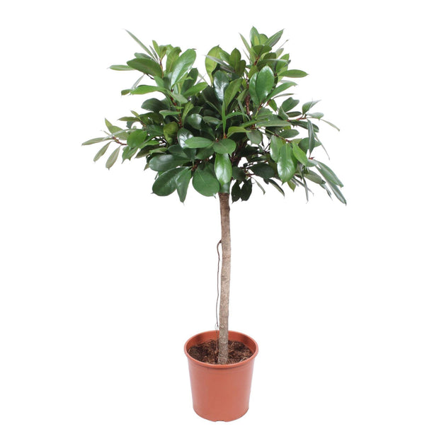 Ficus Cyathistipula boom - 150 cm - ø30 - Florismoo Essentials & Mobility