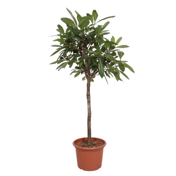 Ficus Cyathistipula boom - 180 cm - ø40 - Florismoo Essentials & Mobility