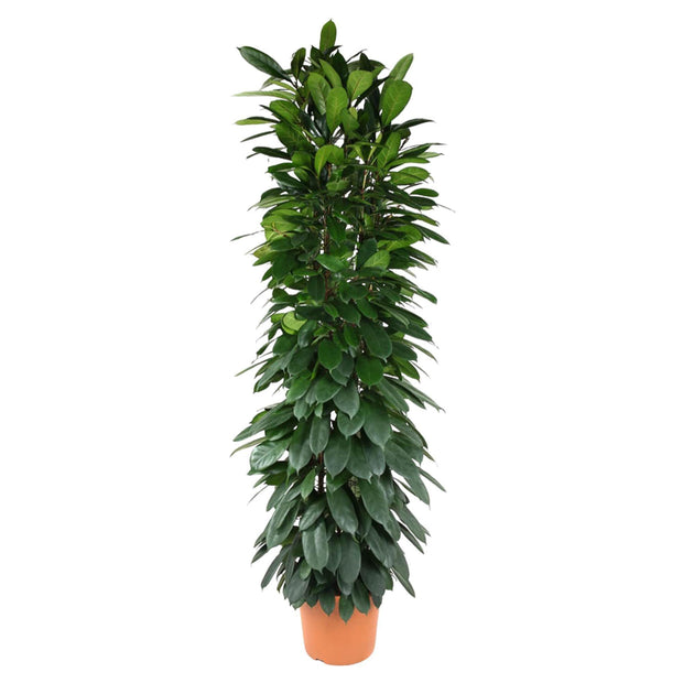 Ficus Cyatistipula zuil - 200 cm - ø35 - Florismoo Essentials & Mobility