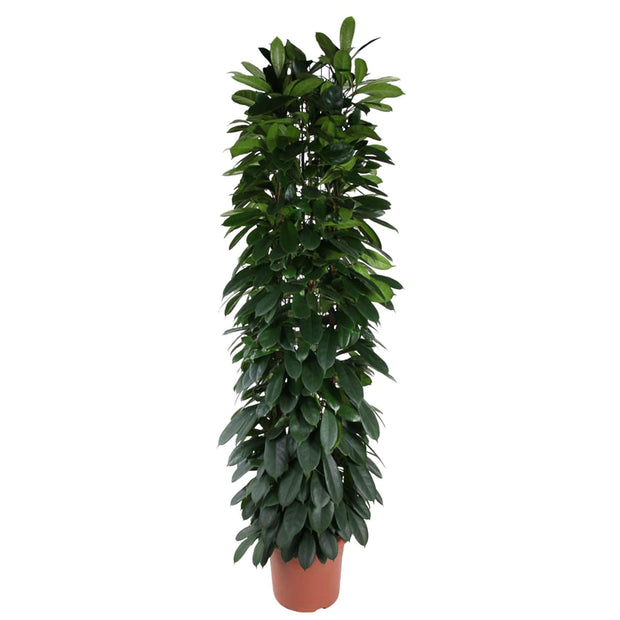 Ficus Cyatistipula zuil - 220 cm - ø40 - every - Florismoo Essentials & Mobility
