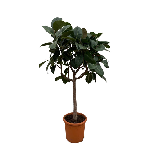 Ficus Elastica Robusta op stam - 180 cm - ø30 - every - Florismoo