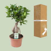 Ficus Ginseng - Ø15cm - ↕35cm - meer - Florismoo