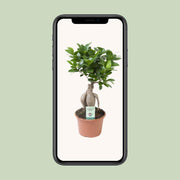 Ficus Ginseng - Ø15cm - ↕35cm - meer - Florismoo