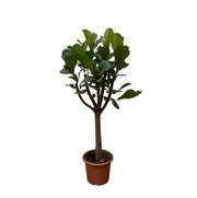 Ficus Lyrata boom XXL - 210 cm - ø40 - every - Florismoo Essentials & Mobility