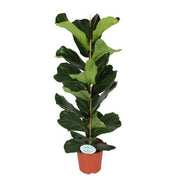 Ficus Lyrata - Ø21cm - ↕90cm - Florismoo Essentials & Mobility