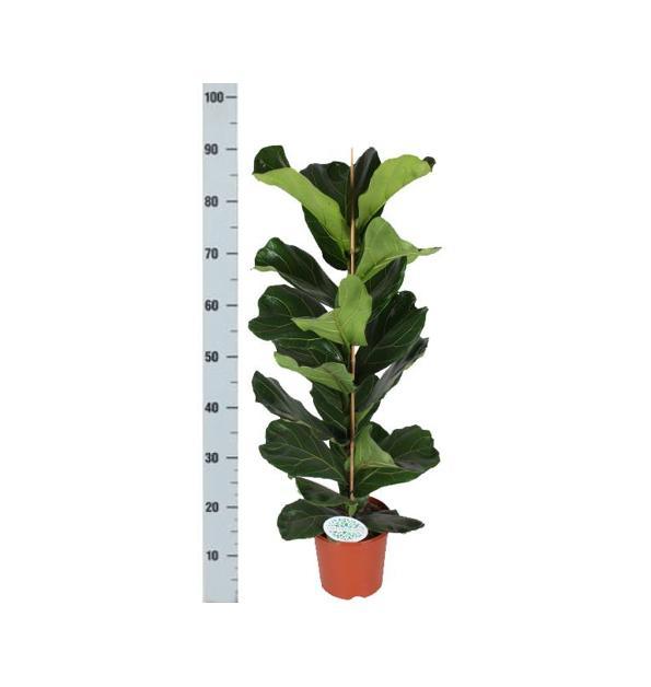 Ficus Lyrata - Ø21cm - ↕90cm in Vibes WIT pot - Florismoo Essentials & Mobility