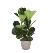 Ficus Lyrata Ø24cm ↕110cm in Boule TAUPE pot - Florismoo Essentials & Mobility