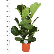 Ficus Lyrata Ø24cm ↕110cm in Boule TAUPE pot - Florismoo Essentials & Mobility