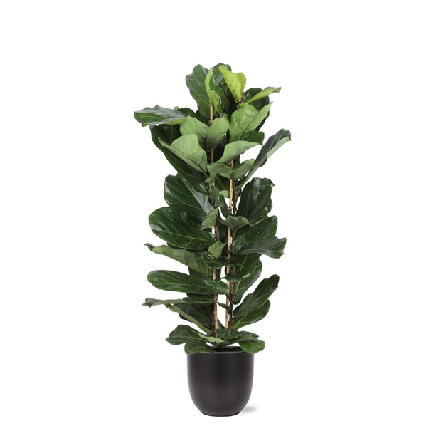 Ficus Lyrata Ø27cm ↕140cm in Boule ANTRACIET pot - Florismoo Essentials & Mobility