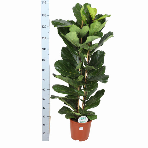 Ficus Lyrata Ø27cm ↕140cm in Boule ANTRACIET pot - Florismoo Essentials & Mobility