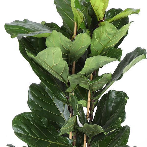 Ficus Lyrata Ø27cm ↕140cm in Boule OLIJF pot - Florismoo Essentials & Mobility