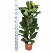 Ficus Lyrata Ø27cm ↕140cm in Boule OLIJF pot - Florismoo Essentials & Mobility