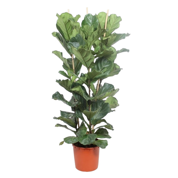 Ficus Lyrata struik - 180 cm - ø34 - Florismoo Essentials & Mobility