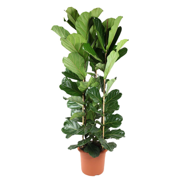 Ficus Lyrata struik - 240 cm - ø40 - every - Florismoo Essentials & Mobility
