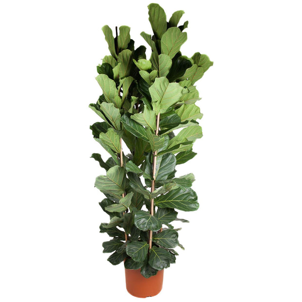 Ficus Lyrata struik - 250 cm - ø48 -every - Florismoo
